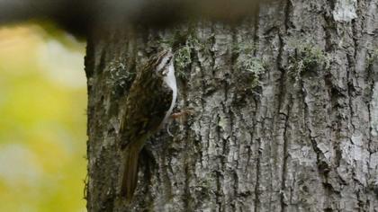 Orman tırmaşıkkuşu