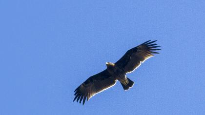 Büyük orman kartalı