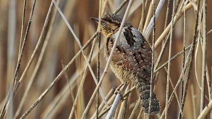 Eurasian Wryneck