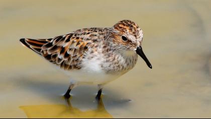 Little Stint