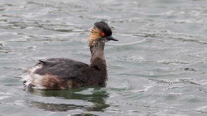 Karaboyunlu batağan