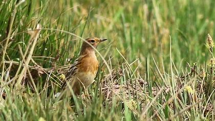 Kızılgerdanlı incirkuşu
