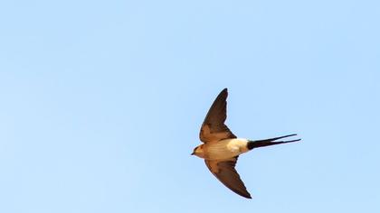 Kızıl kırlangıç