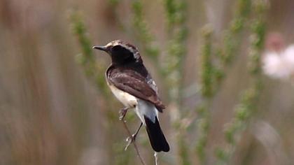 Kıbrıs kuyrukkakanı