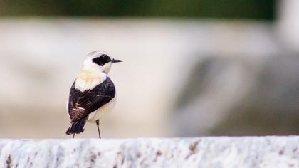 Karakulaklı kuyrukkakan