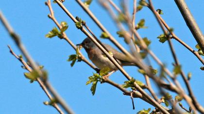 Bıyıklı ötleğen