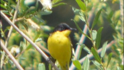 Sarı kuyruksallayan