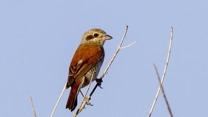 Kızılsırtlı örümcekkuşu