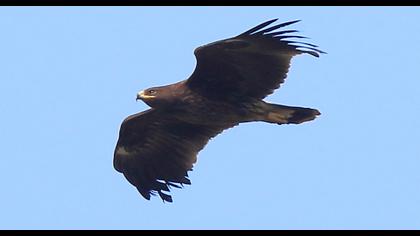 Büyük orman kartalı