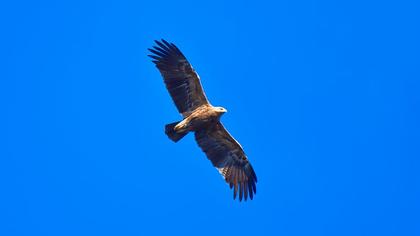 Küçük orman kartalı