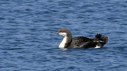 Karagerdanlı dalgıç