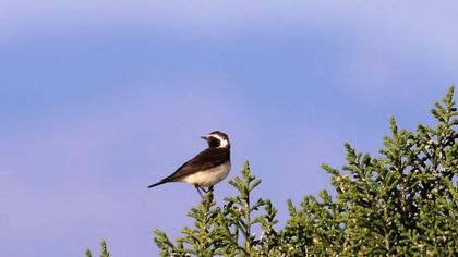 Kıbrıs kuyrukkakanı