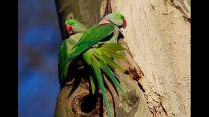 İskender papağanı