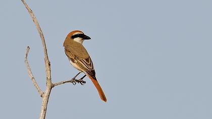 Türkistan örümcekkuşu