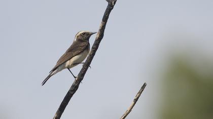 Kıbrıs kuyrukkakanı