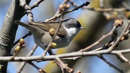 Küçük akgerdanlı ötleğen