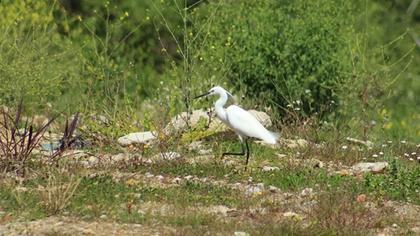 Küçük ak balıkçıl