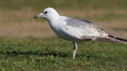 Küçük gümüş martı