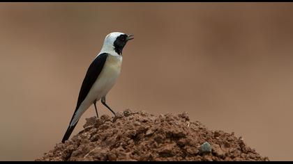 Karakulaklı kuyrukkakan