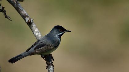 Karaboğazlı ötleğen