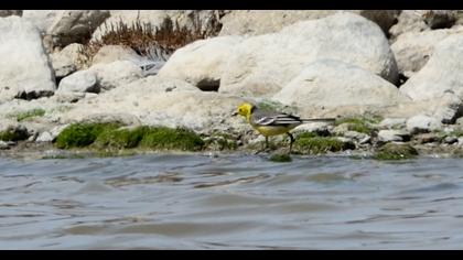 Sarıbaşlı kuyruksallayan