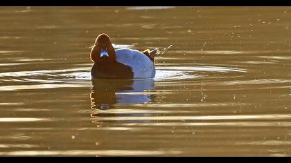 Common Pochard