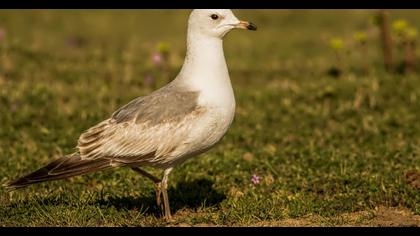 Küçük gümüş martı