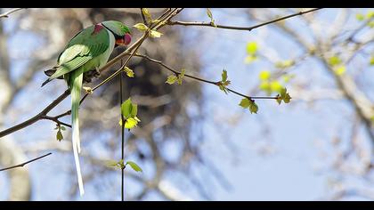 İskender papağanı