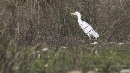 Sığır balıkçılı