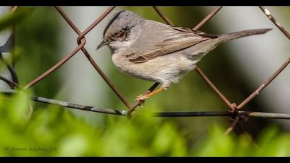 Bıyıklı ötleğen