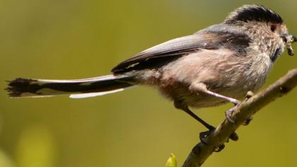 Uzunkuyruklu baştankara