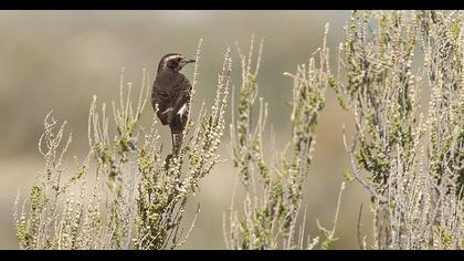 Kıbrıs kuyrukkakanı