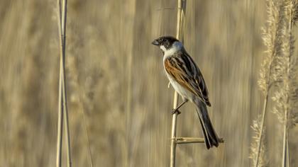 Bataklık Kirazkuşu