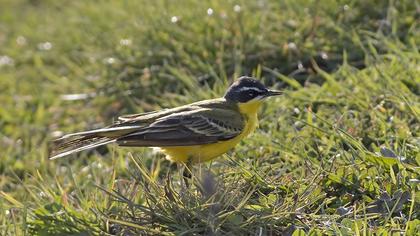 Sarı kuyruksallayan