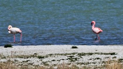 Küçük flamingo