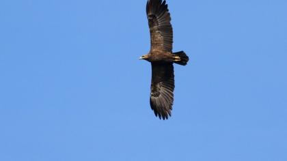 Küçük orman kartalı