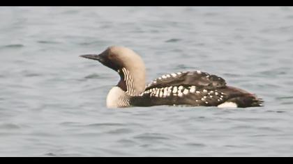 Karagerdanlı dalgıç