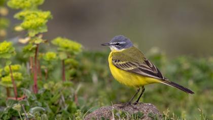 Sarı kuyruksallayan