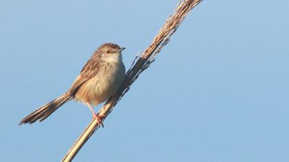 Dikkuyruklu ötleğen