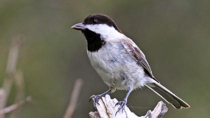 Akyanaklı baştankara