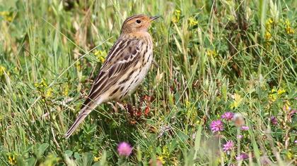 Kızılgerdanlı incirkuşu
