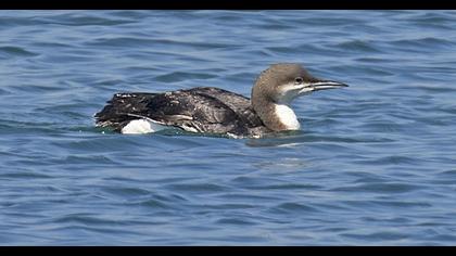 Karagerdanlı dalgıç