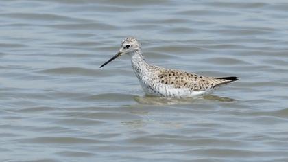 Bataklık düdükçünü