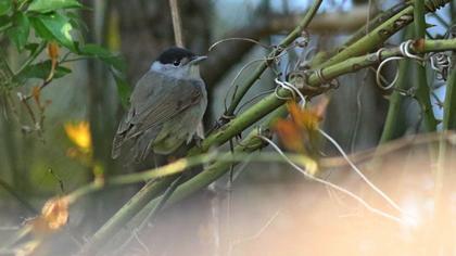 Karabaşlı ötleğen