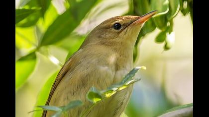 Çalı kamışçını