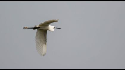 Küçük ak balıkçıl