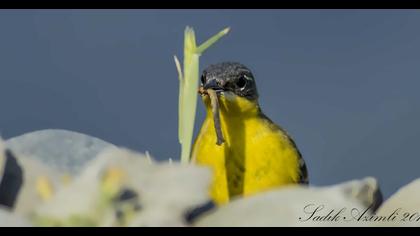 Sarı kuyruksallayan