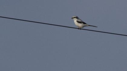 Büyük örümcekkuşu