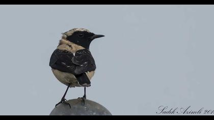 Kıbrıs kuyrukkakanı