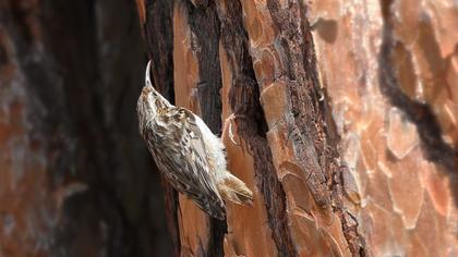 Orman tırmaşıkkuşu